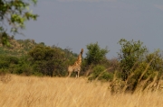 11 - Pilanesberg NP (4)